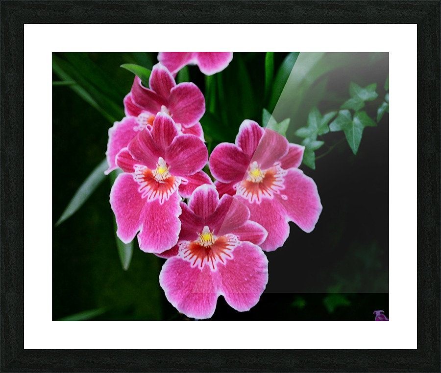 Orch05_00005 Picture Frame print