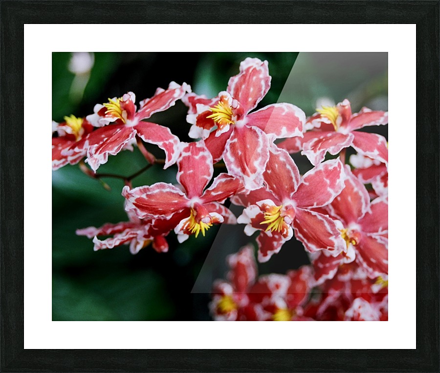 Flower Mix 02 Picture Frame print