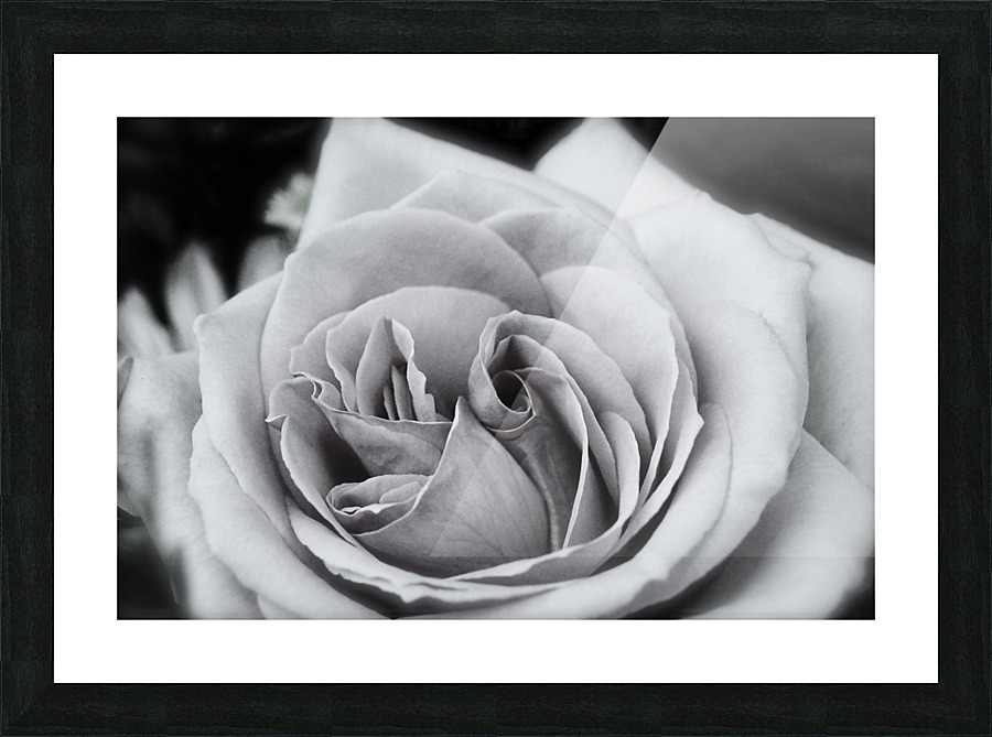 Rose01_00001 Picture Frame print