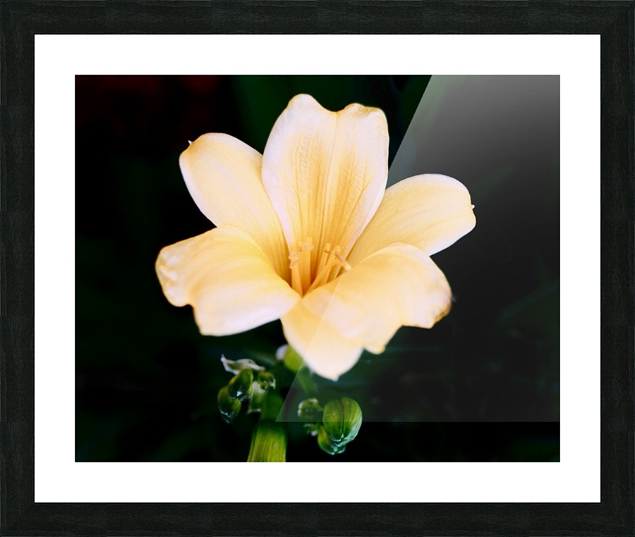 Flower Mix 16 Picture Frame print