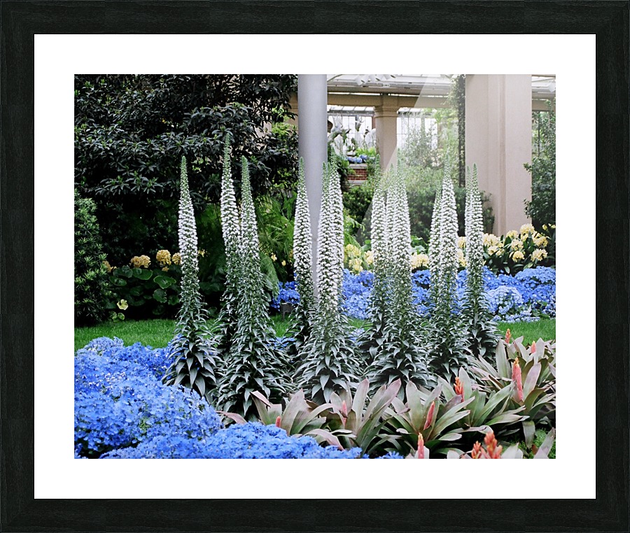 Flower Display 01 Picture Frame print