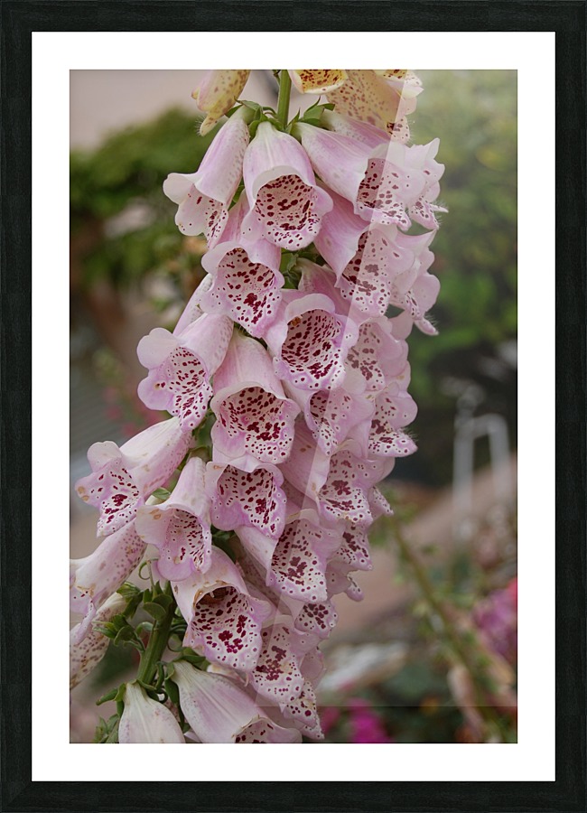 Flower Mix 13 Picture Frame print