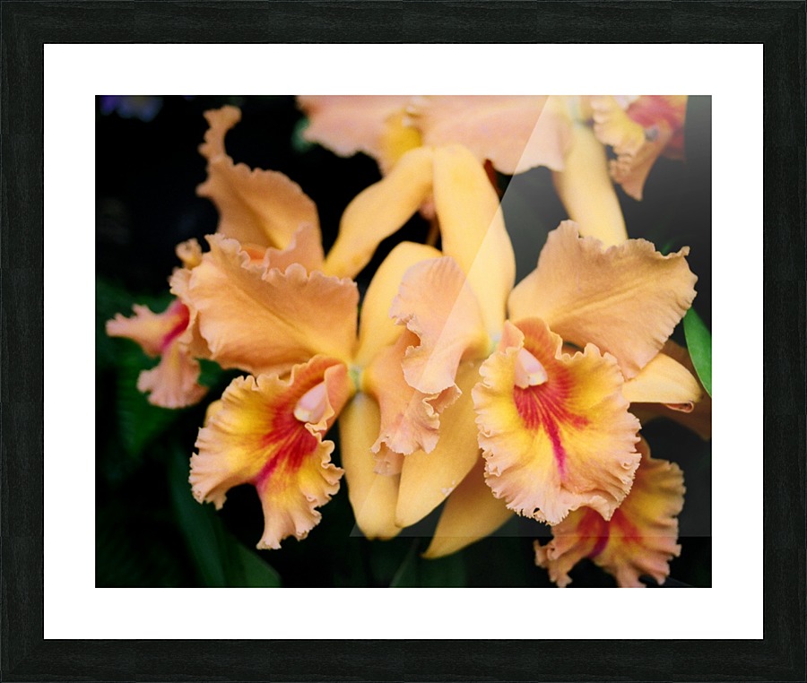 Orchid_00002 Picture Frame print