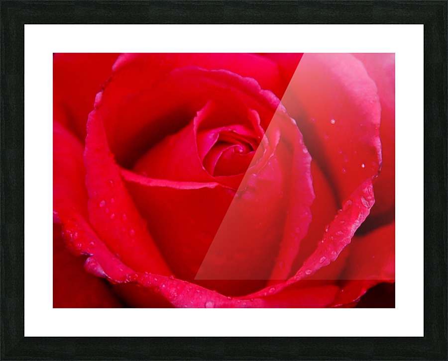 Rose05_00005 Picture Frame print