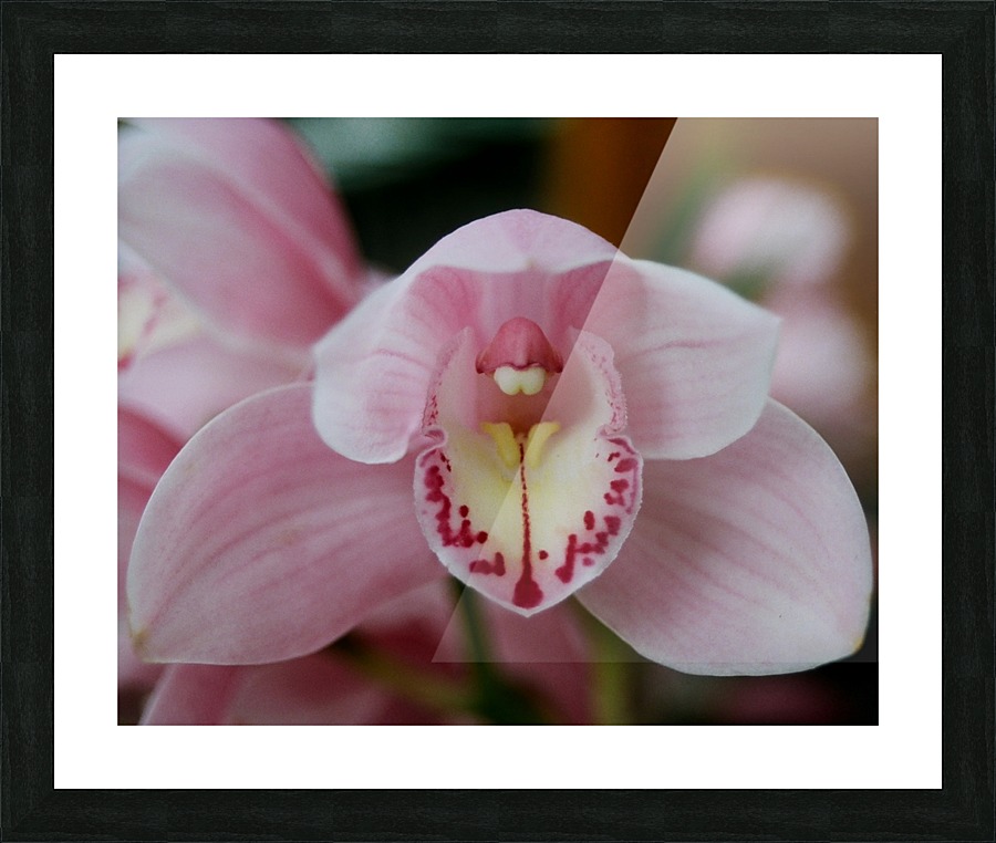 Orchid_00013 Picture Frame print