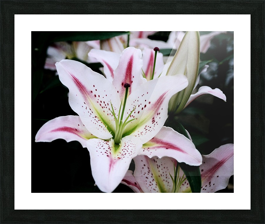 Flower Mix 03 Picture Frame print