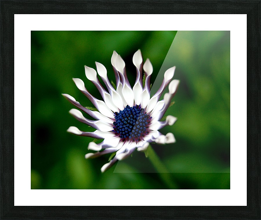 Flower Mix 08 Picture Frame print