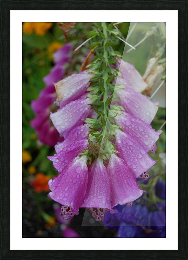 Flower Mix 14 Picture Frame print