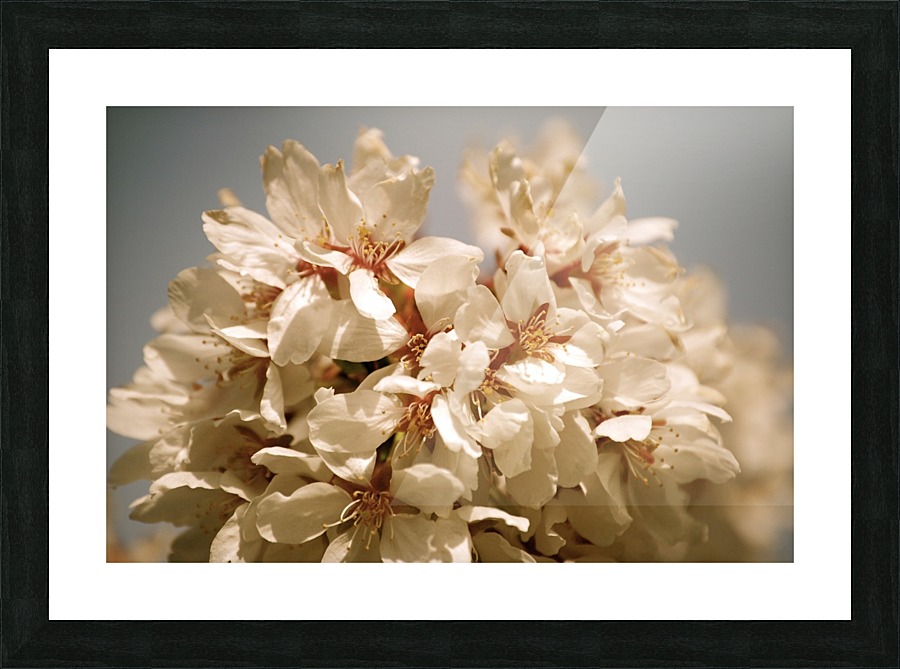 Flower Mix 17 Picture Frame print