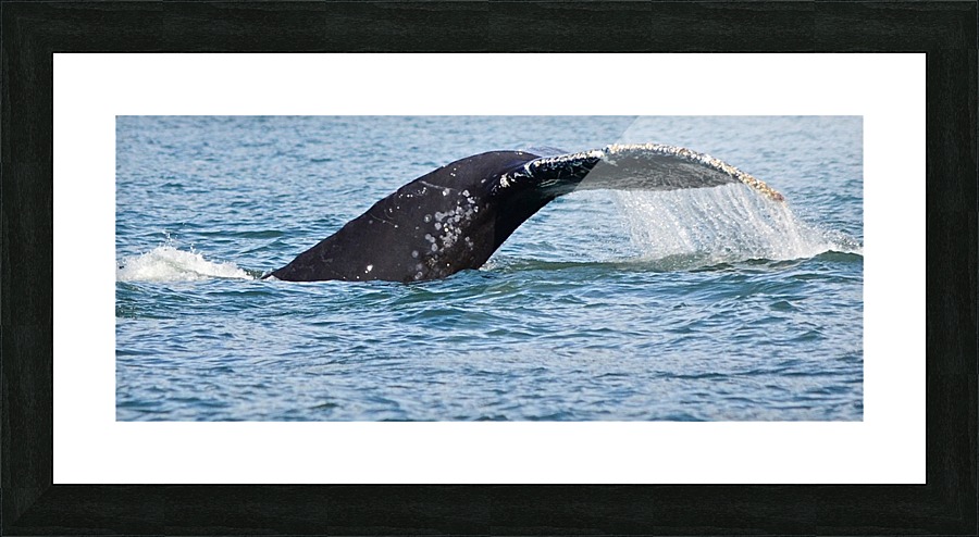 Alaska Picture Frame print