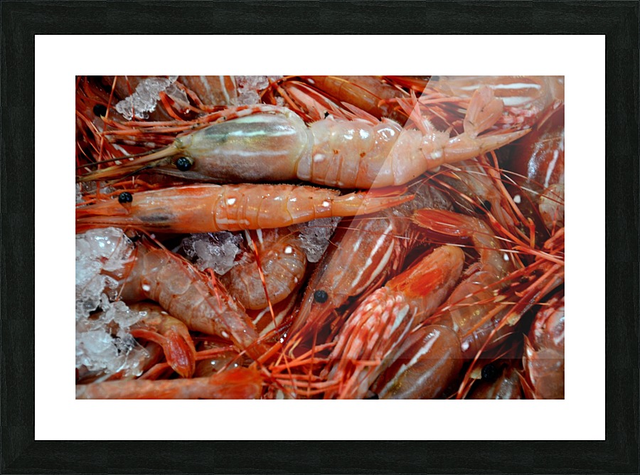 Shrimp  Picture Frame print