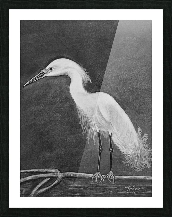 Snowy Egret Picture Frame print