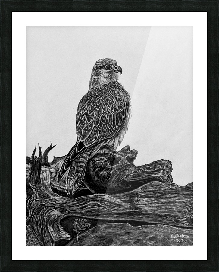 Gyrfalcon Picture Frame print