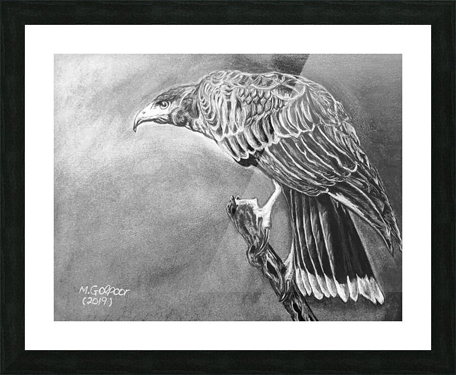 Harris’s Hawk  Picture Frame print
