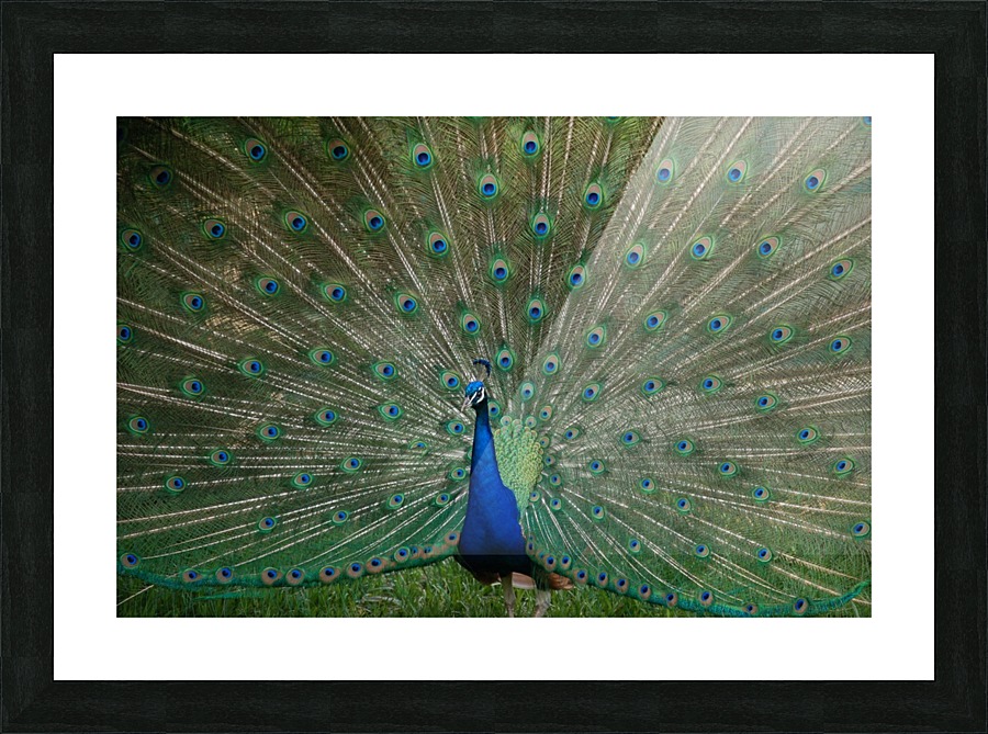 Peacock  Picture Frame print