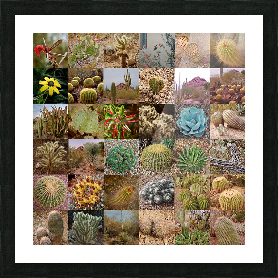 Cactus 36  Picture Frame print