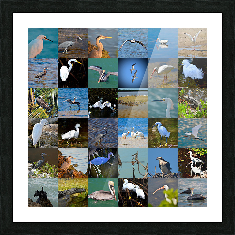 Florida 36 Picture Frame print