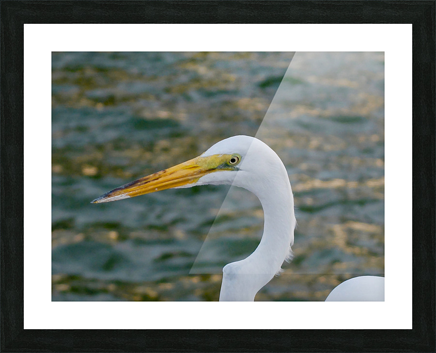 Bird 17 Picture Frame print