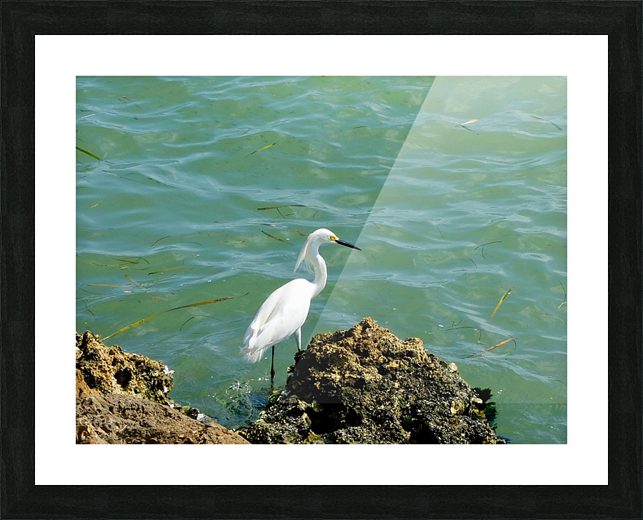 Bird 16 Picture Frame print