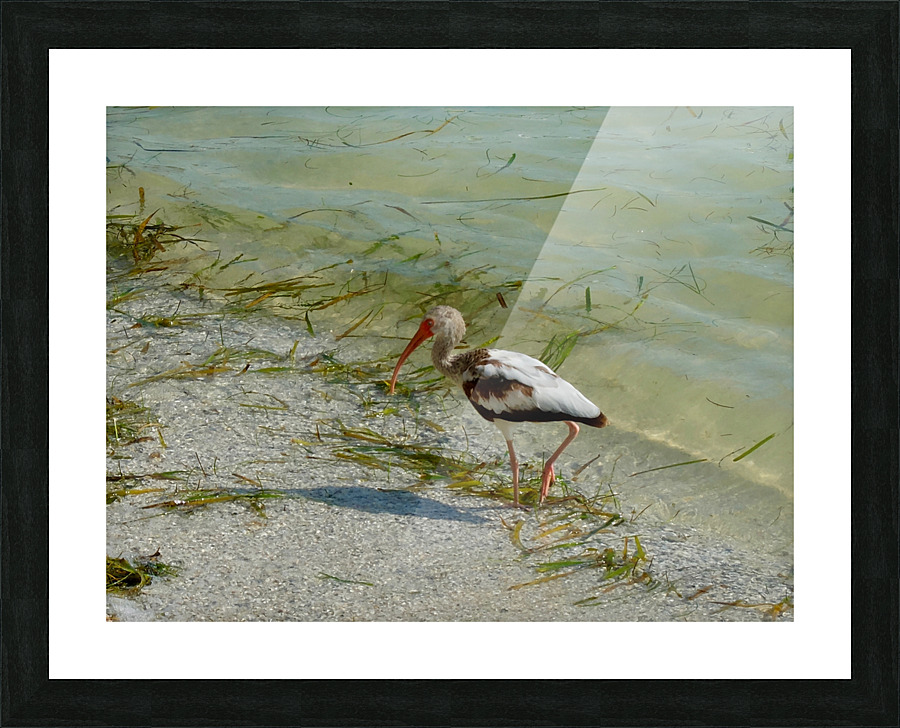 Bird 15 Picture Frame print