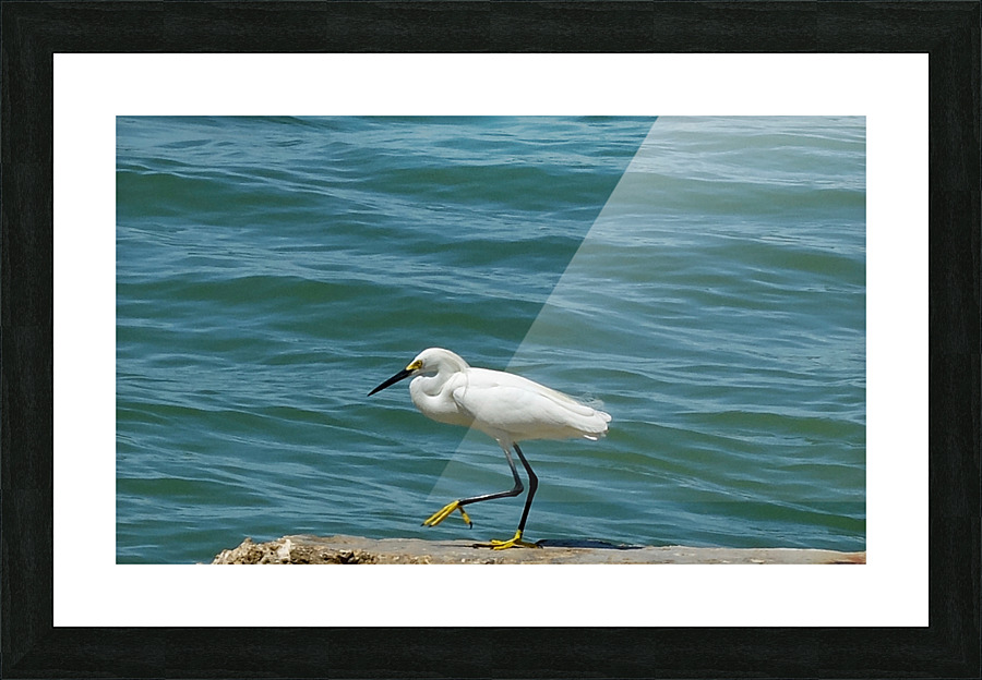 Bird 14 Picture Frame print