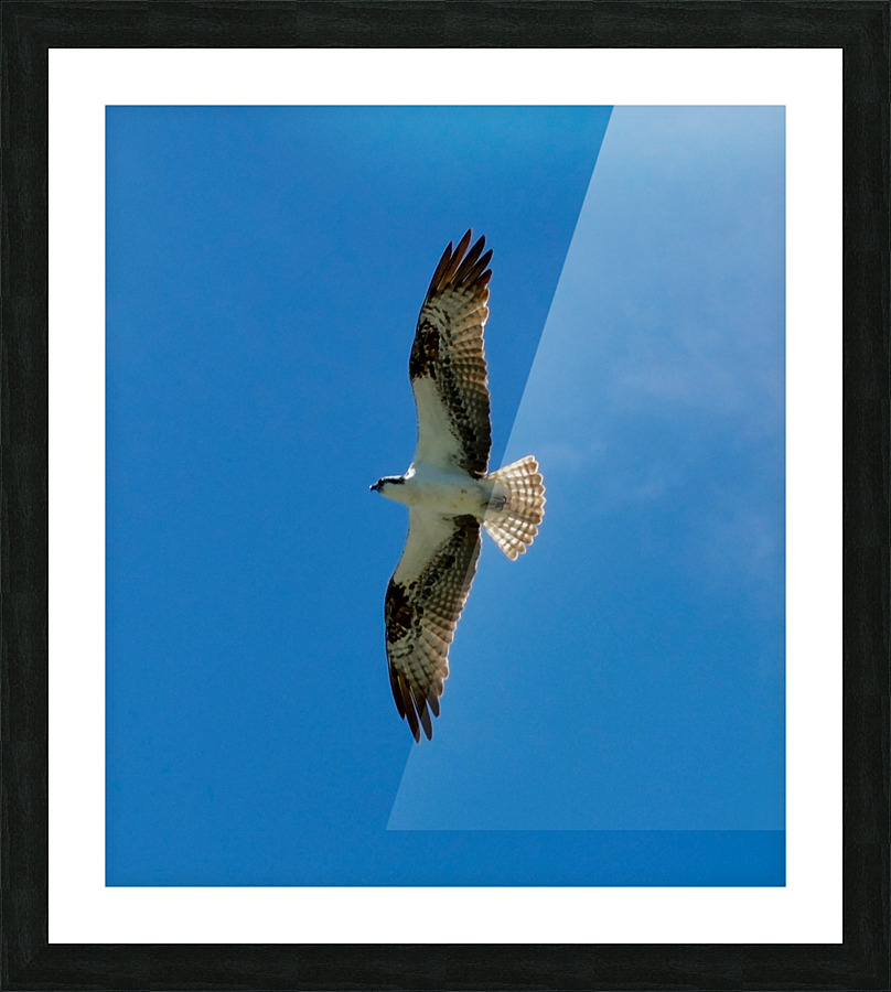 Bird 13 Picture Frame print