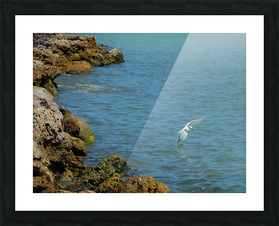Bird 12 Picture Frame print