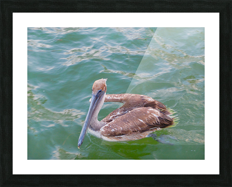 Bird 11 Picture Frame print
