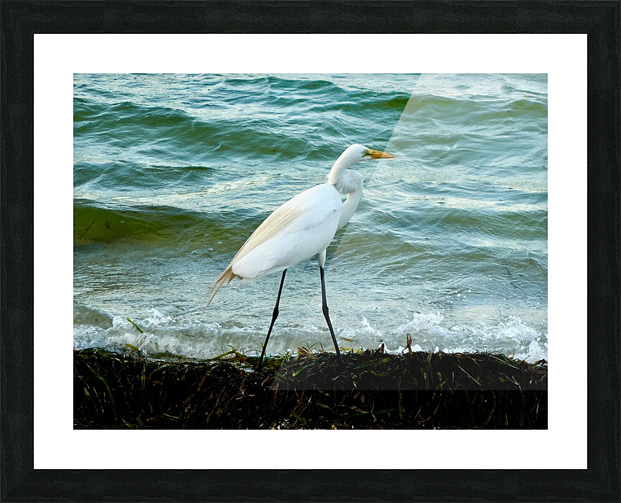 Bird 10 Picture Frame print