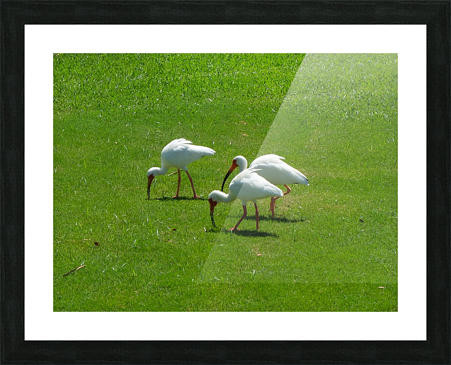 Bird 9 Picture Frame print