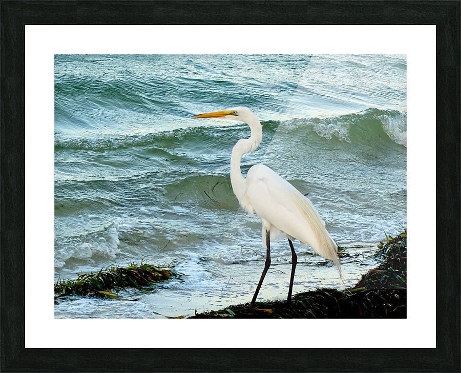 Bird 7 Picture Frame print