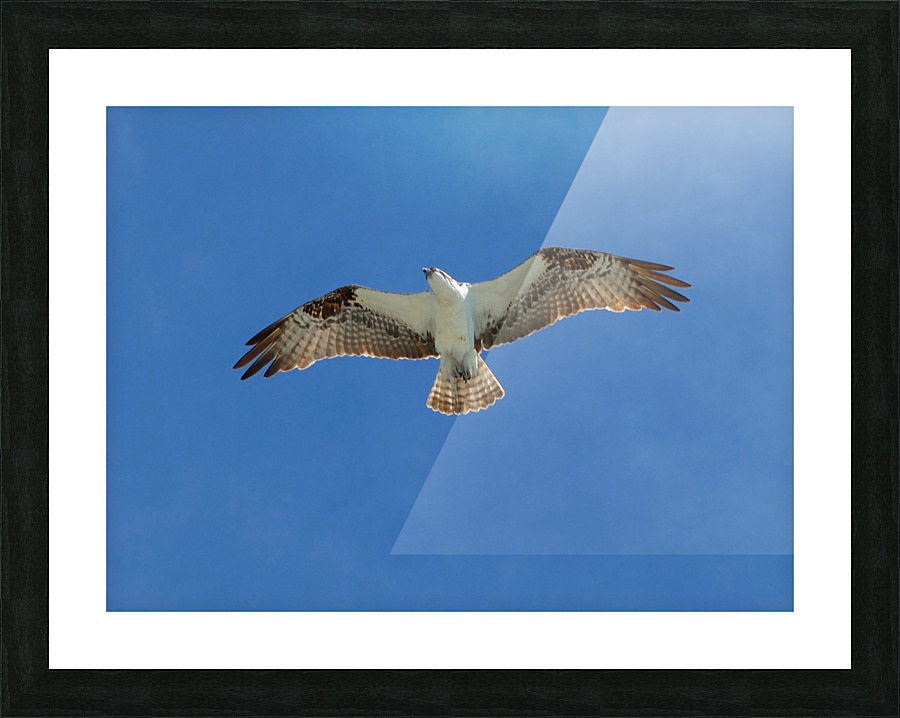 Bird 6 Picture Frame print