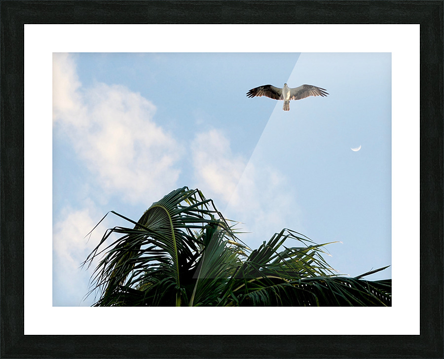 Bird 5 Picture Frame print