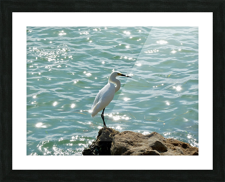 Bird 4 Picture Frame print