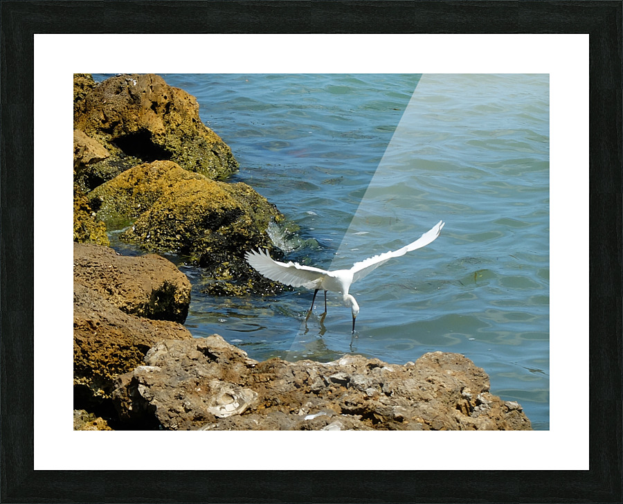 Bird 3 Picture Frame print
