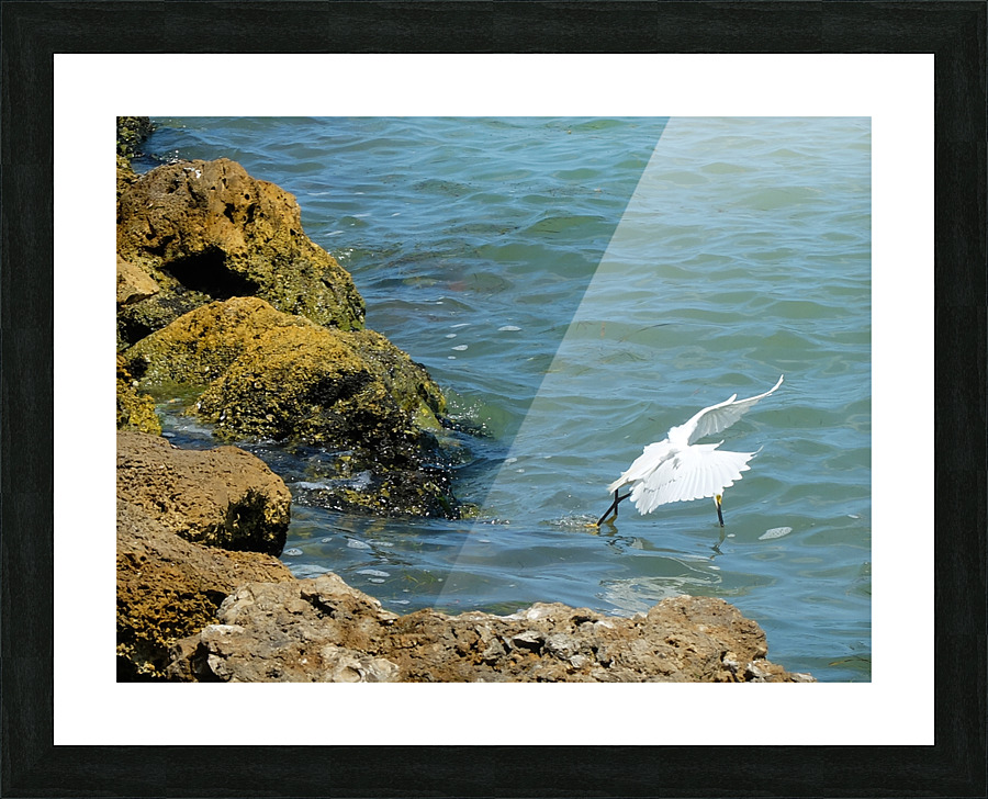 Bird 2 Picture Frame print