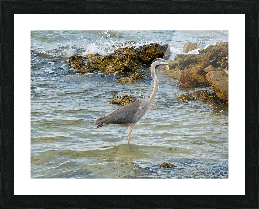 Bird  1  Picture Frame print