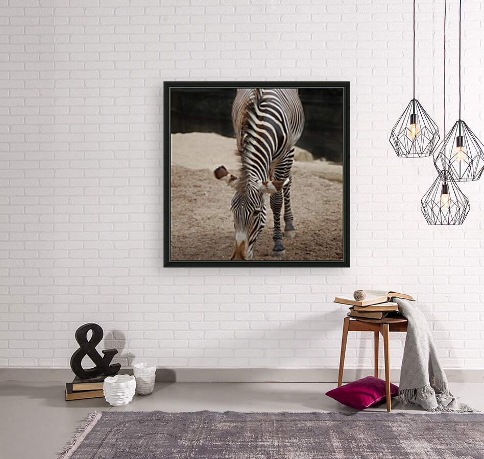 Zebra 1_00024 Reproduction