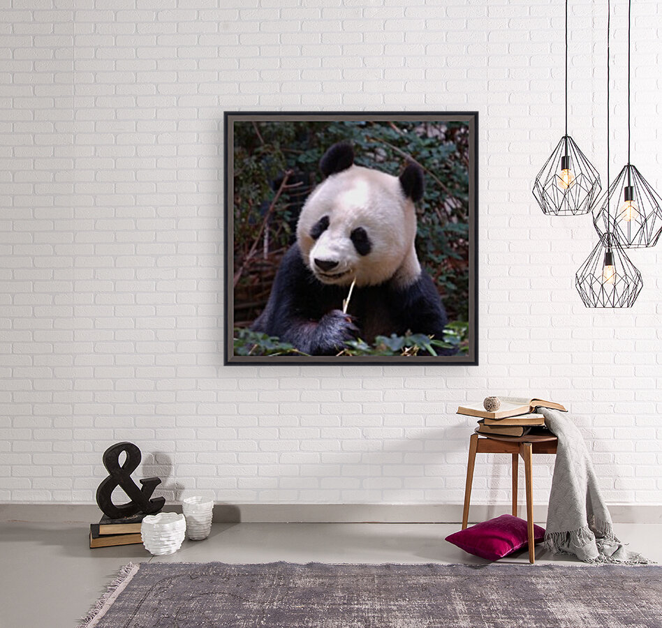 Panda 3_00017 Reproduction