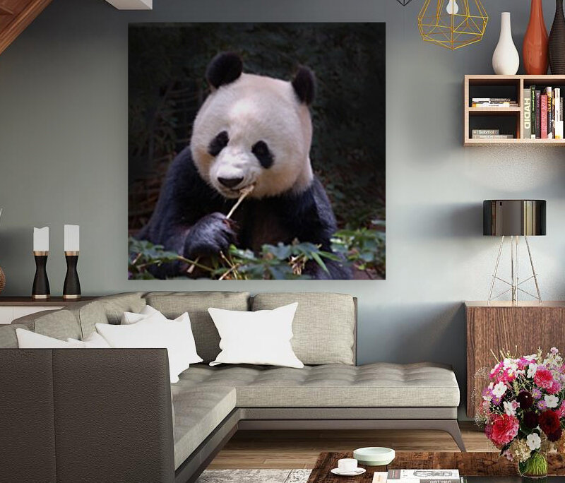 Panda 1_00015 Reproduction