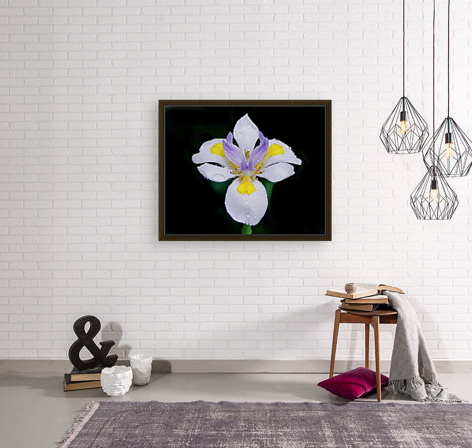 Orchid_00010 Reproduction