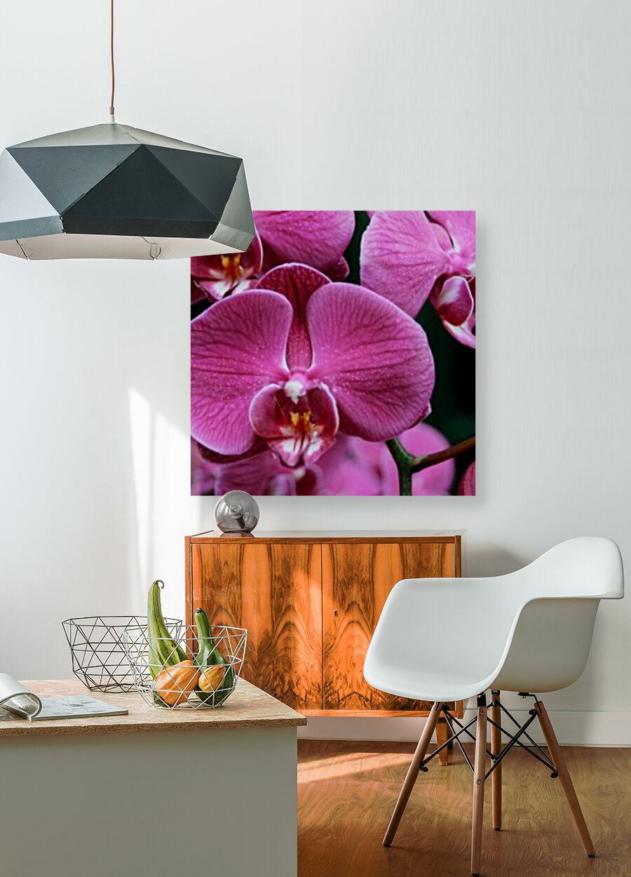 Orchid_00011 Reproduction