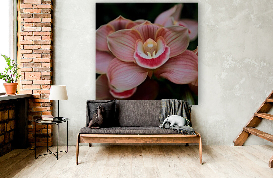 Orchid_00004 Reproduction