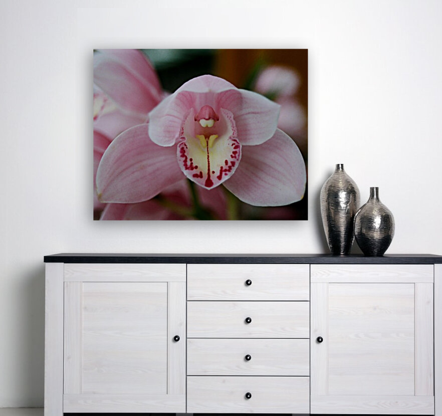 Orchid_00013 Reproduction