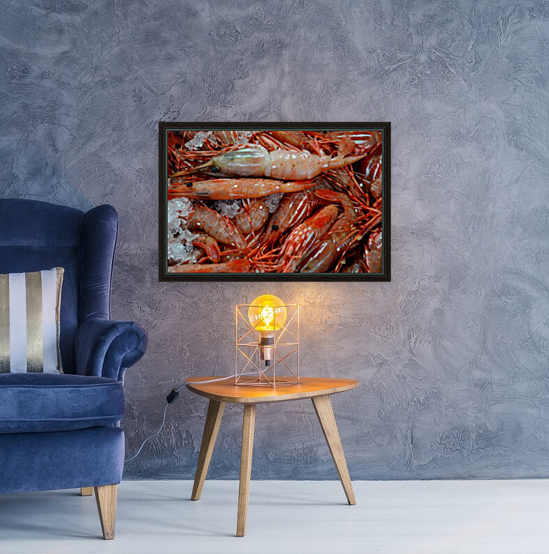 Shrimp  Reproduction