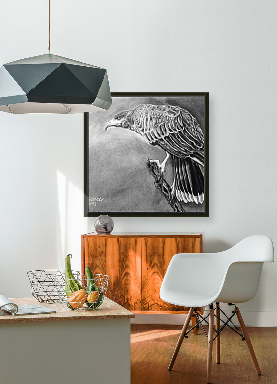Harris’s Hawk  Reproduction