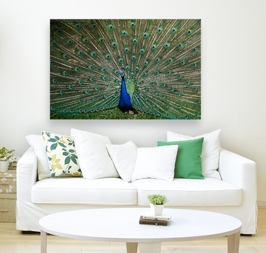Peacock  Reproduction