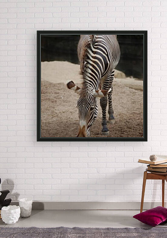 Zebra 1_00024 Reproduction