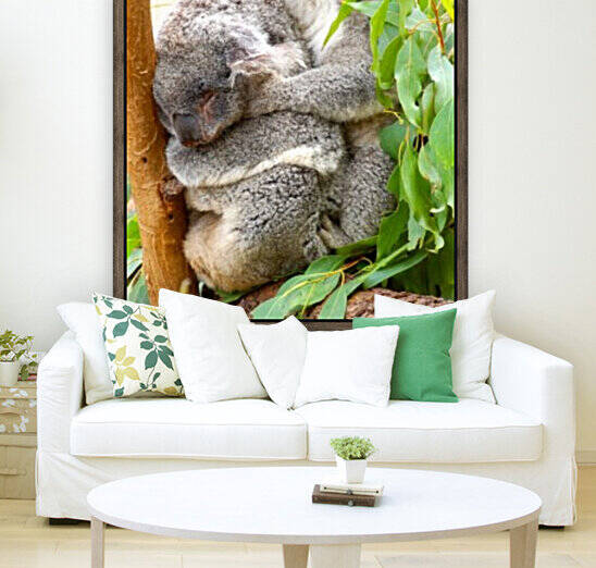 Koala 1_00013 Reproduction