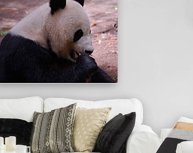Panda 4_00018 Reproduction